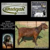 1X KALAHARI RED PREGNANT FLOCK DOE DHIDEJAK KALAHARI REDS