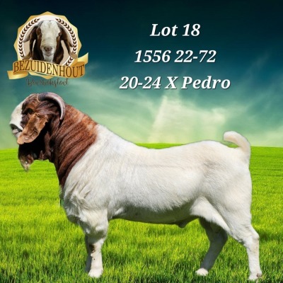 1X BOER GOAT STUD BUCK BEZUIDENHOUT BBS