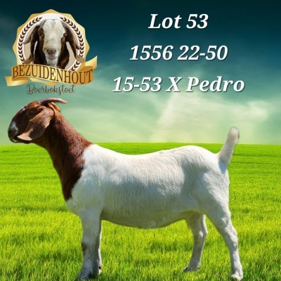 1X BOER GOAT PREGNANT STUD DOE BEZUIDENHOUT BBS