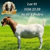 1X BOER GOAT FLOCK DOE BEZUIDENHOUT BBS