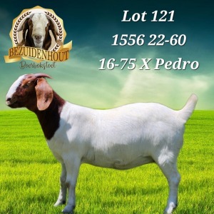 1X BOER GOAT FLOCK PREGNANT DOE BEZUIDENHOUT BBS