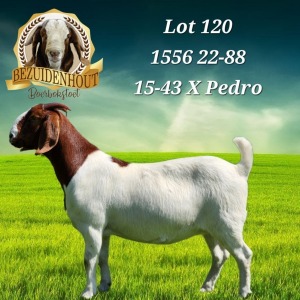 1X BOER GOAT FLOCK DOE BEZUIDENHOUT BBS