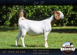 1X BOER GOAT PREGNANT FLOCK DOE AUCAMP BOERBOKSTOET