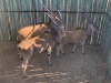 F: 4 T: 4 X Livingstone Eland(Per Piece to take the lot) - 5