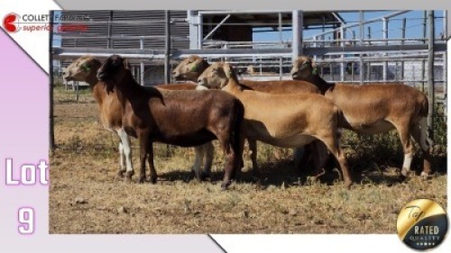 LOT 9C 1X MEATMASTER EWE COLLETT FARMING CC
