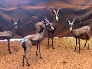 M: 2 F: 2 T: 4 X Hartwater Springbuck (Black)(Per Piece to take the lot)