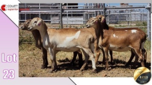 LOT 23B 1X MEATMASTER EWE COLLETT FARMING CC
