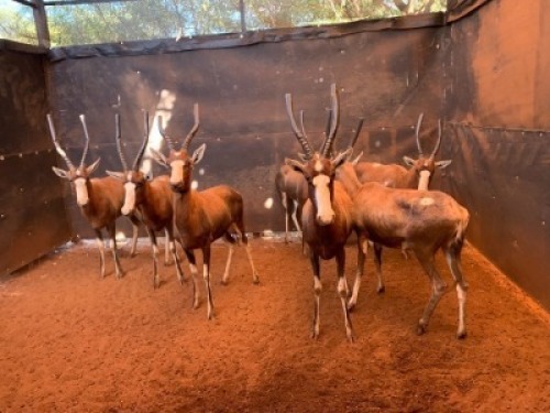F: 7 T: 7 X Blesbuck (Per Piece to take the lot)