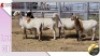 LOT 31C 1X MEATMASTER EWE COLLETT FARMING CC