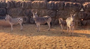 T: 4 X Zebra (Per Piece to take the lot)