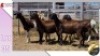 LOT 35E 1X MEATMASTER EWE COLLETT FARMING CC