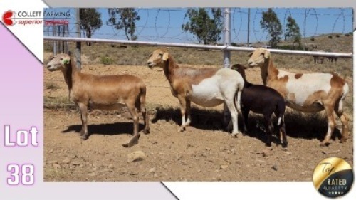 LOT 38C 1X MEATMASTER EWE COLLETT FARMING CC