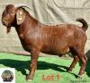 1X Kalahari Red Buck Adams Farming