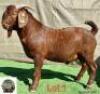1X Kalahari Red Buck Adams Farming