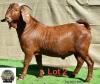 1X Kalahari Red Buck Adams Farming