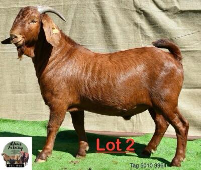 1X Kalahari Red Buck Adams Farming