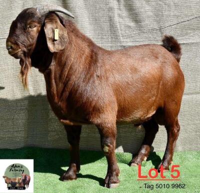 1X Kalahari Red Buck Adams Farming