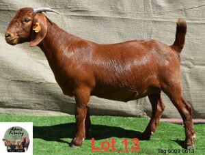 1X Kalahari Red Doe Adams Farming