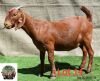 1X Kalahari Red Doe Adams Farming