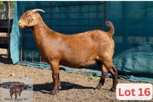 1X Kalahari Red Doe Danie Van Niekerk