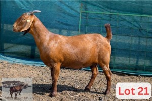 1X Kalahari Red Doe Danie Van Niekerk