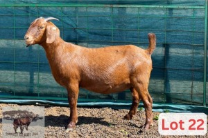 1X Kalahari Red Doe Danie Van Niekerk