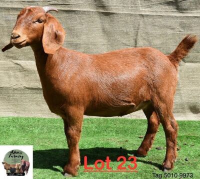 1X Kalahari Red Doe Adams Farming