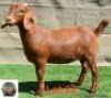 1X Kalahari Red Doe Adams Farming