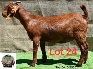 1X Kalahari Red Doe Adams Farming