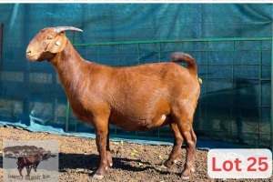 1X Kalahari Red Doe Danie Van Niekerk