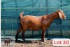 1X Kalahari Red Doe Danie Van Niekerk