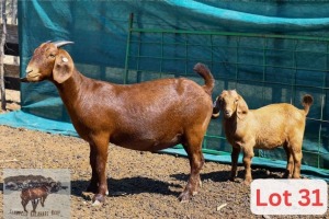 1X Kalahari Red Doe & Kid Danie Van Niekerk