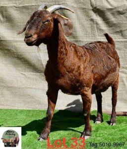 1X Kalahari Red Doe Adams Farming