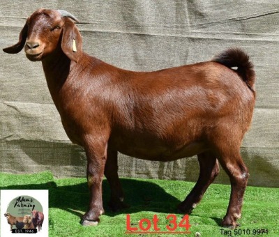 1X Kalahari Red Doe Adams Farming