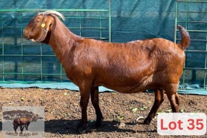 1X Kalahari Red Doe Danie Van Niekerk