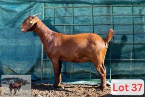 1X Kalahari Red Doe Danie Van Niekerk