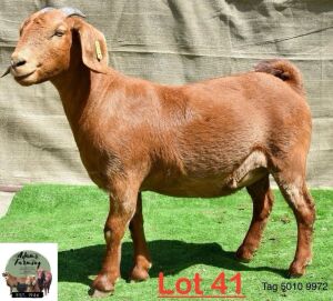 1X Kalahari Red Doe Adams Farming