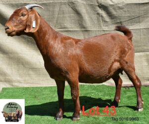 1X Kalahari Red Doe Adams Farming