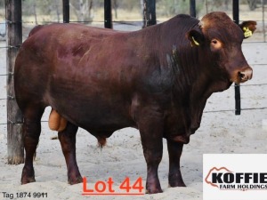 1X Bonsmara Bull Koffie Farm Holdings