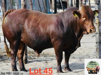 1X Bonsmara Bull Adams Farming