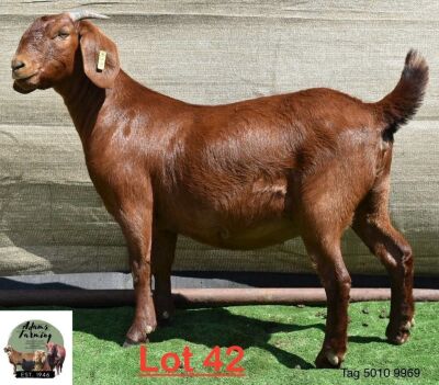 1X Kalahari Red Doe Adams Farming