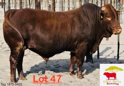 1X Bonsmara Bull Green Haven Ranching