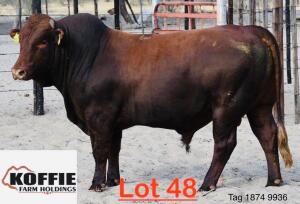 1X Bonsmara Bull Koffie Farm Holdings