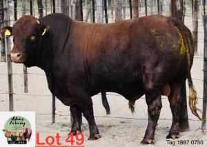 1X Bonsmara Bull Adams Farming