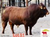 1X Bonsmara Bull Green Haven Ranching