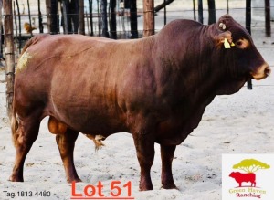 1X Bonsmara Bull Green Haven Ranching