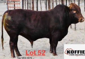 1X Bonsmara Bull Koffie Farm Holdings