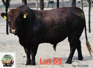 1X Bonsmara Bull Adams Farming