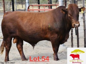 1X Bonsmara Bull Green Haven Ranching