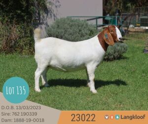 1X BOER GOAT FLOCK DOE LANGKLOOF BOERBOKSTOET